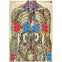 Human Body and Synapses:...