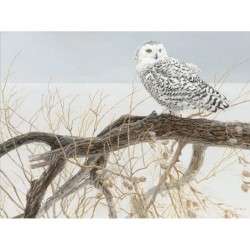 Fallen Willow Snowy Owl -...